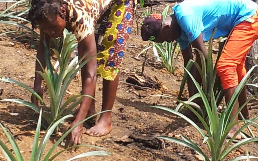 Une nouvelle ressource d’ananas